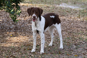 Livvy Champion and Grand Champion Bloodline Brittany Spaniel Puppies for Sale
